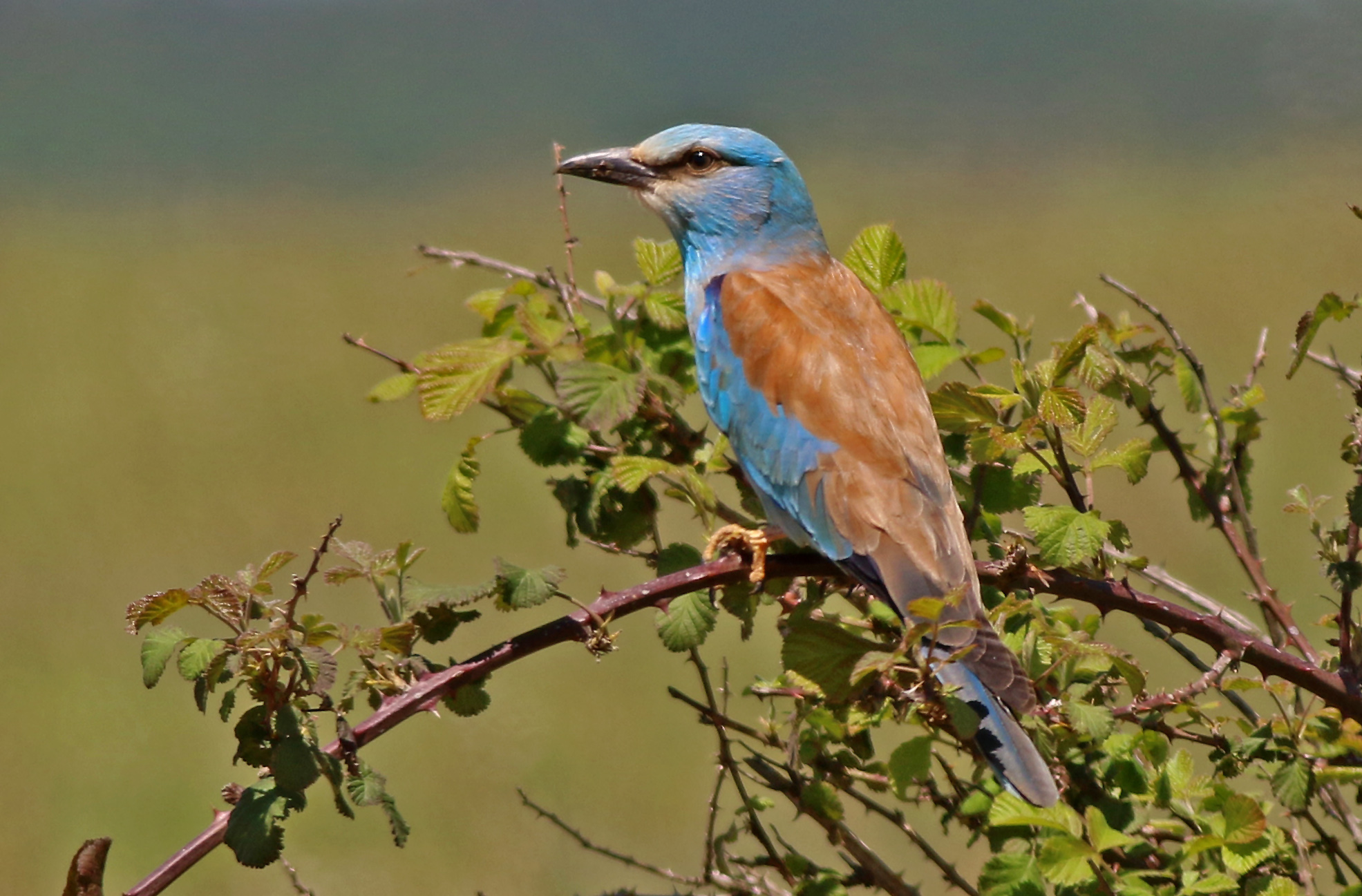 European Roller